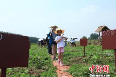 澳门金沙网站 _澳门金沙网址_澳门金沙网投_安徽合肥：都市人下乡租地躬耕乐